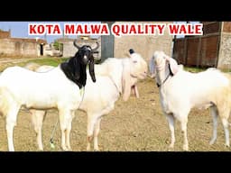 Top Quality Kota Malwa Goat’s Arrived At AJ Goat Farm