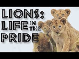 Lions: Life in the Pride - the Social Structure of the Lion Family - FreeSchool