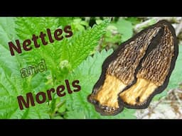 Stinging Nettles and Morel Mushrooms - a GREAT wild lunch!