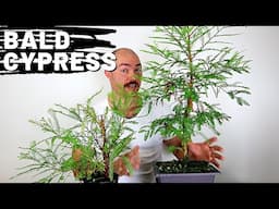 Making Bald Cypress Bonsai | Root Pruning and Pruning Bald Cypress