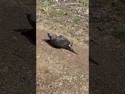 Snapper soaking up the sun!! #turtle #wildlife #dinosaur