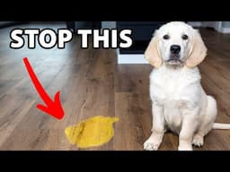 10 Potty Training Mistakes Golden Retriever Owners Make