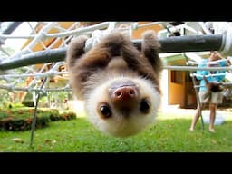 Cutest Baby Sloth EVER!