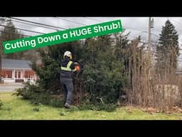 Cutting Down a MASSIVE Shrub | Tree Service & Landscaping