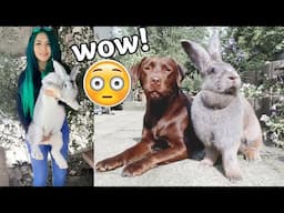 the biggest rabbits in the world! COVID in bunnies???!!😷😱