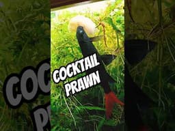 TIME for a COCKTAIL PRAWN #tropicalfishtank #fishaquarium #feedingfish #aquariumfish #fishtank