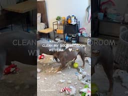 ASMR Cleaning My Dogs Bedroom #clean #cleaning #asmr #satisfying #shorts #viral  #dog #cleanwithme