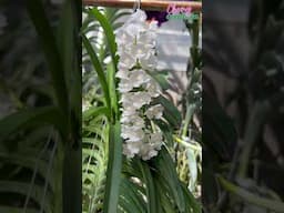 Super CUTE Vanda Orchid🤩 | Vandachostylis Five Friendship Alba | Beautiful Tiny Orchid Flowers