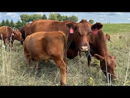 🍁 A fantastic fall day…grazing Red Angus “cattle on a 1,000 hills”