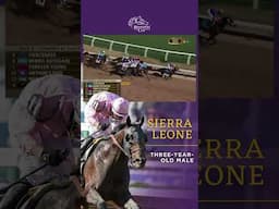 Sierra Leone wins the Eclipse Award for Three-Year-Old Male! Congrats to this #BC24 Champ!