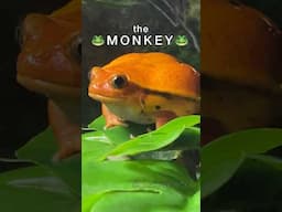 THE MONKEY! #frog #animals #funny