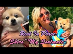 Rest in Peace Shiro | In Memory of My Sweet Pomeranian