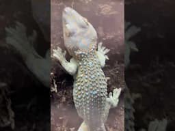 Mesmerizing Tokay Gecko: A Stunning Sight To Behold