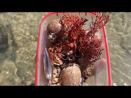 ARE THE GIANT SEA URCHINS DEADLY!? Beach combing at low tide, shell hunting jackpot in Australia!