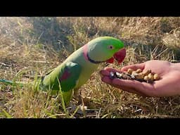 Tamed Alexandrine Parrot Eating Peanuts and Sunflower Seeds