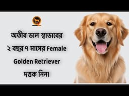 Golden Retriever Female Available for Adoption | Bengali | QDogS