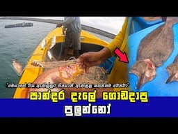 Wow! Morning Net Fishing in the Sri Lankan Sea: A Colorful Catch of Various Fish