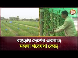 যে গবেষণা কেন্দ্র থেকে উদ্ভাবিত হয়েছে ২৭টি মসলা ও ৫৮টি ফসলের জাত | Bogura News | Channel 24