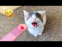 Try Not To Laugh 👋😍 Funniest Cats and Dogs 2024 😹🐶