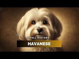 Havanese - Full History