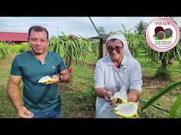 Pitaia: A Fruta Exótica que Conquista Paladares em Alto Paraíso, Rondônia