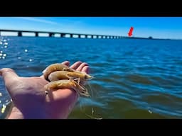 Using DEAD SHRIMP Around This OLD Bridge to Catch THESE Fish!!