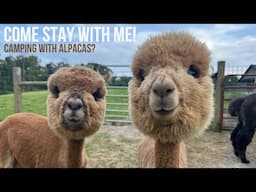 Misty Pond Alpaca Farm // Harvest Host Review // Paducah, KY  [EP 108]