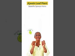 What is Ajwain Leaf Called? Ajwain Leaf Scientific Name