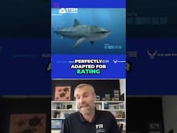 Tiger Shark Facts  #science #stem #explore #sharks #ocean #sea