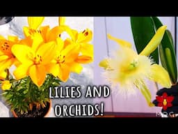 Lilies, Orchids and Garden Grand Update - January 2025