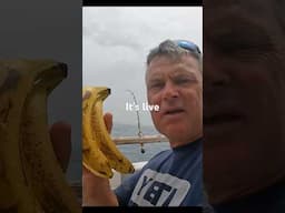 Bananas on boats god or bad? #fishforever