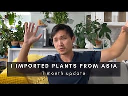 I Imported Plants from Indonesia... 1 Month Later... | Importing Exotic Rare Houseplant Tips