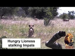 The Lion Chaser - Hungry Lioness And Impala Standoff