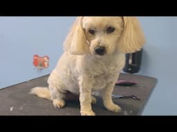 How to Shave Down a Small Breed Dog - Do-It-Yourself Dog Grooming