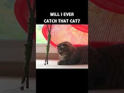 Will I Ever Catch That Cat?