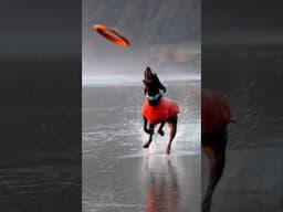 Touchdown! She’s fast as lightning! Had to shoot in slomo so you could see her! #dog #frisbeedog