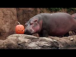 Hippo Fiona's 8 Year Highlights - Cincinnati Zoo