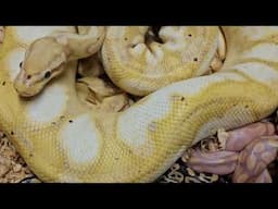 Banana Ball python Maternal Incubation clutch