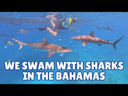 BIMINI: Snorkeling with Sharks Excursion Review