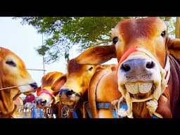 cow unloading, cow videos, cow video, animal, big cow, goru hamba cow, Ep-156