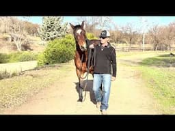 What to do when a horse wants to walk faster than you