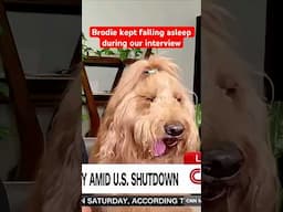 My dog couldn’t stay awake for our interview on LIVE TV #goldendoodle #sleepydog #dogdad