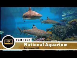 The National Aquarium (Baltimore) Full Tour and Review