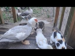 Cats, Ducks, Geese & Chickens Oh My!