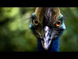 song that plays when you encounter a cassowary (original song made in Garageband)