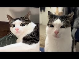 Compilation New Funniest Cat Videos 😹 You laugh You Lose 😂 Best of Funny Cat Videos 😁 #29