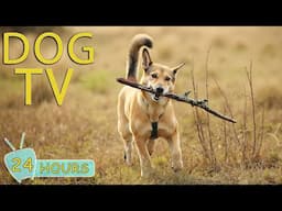 DOG TV for Dogs to Watch: Video Entertain Keep Your Dog Happy & Relax- Music for Dog When Home Alone