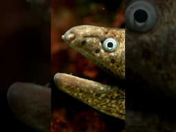 Scientists discovered a new species of moray eel and named it after the god of the underworld 😳