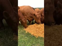 The cows love apple cider pressing day! 🍏🐮🍎