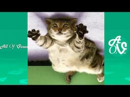 Try Not To Laugh Watching Funny Cats Videos | Cats Funny Moments 2021